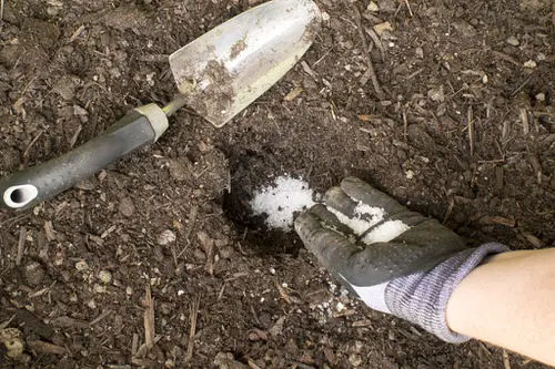 Put these 10 Things in Your Rose Planting Hole for More Flowers 3