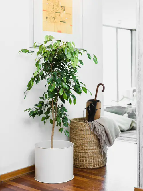 Weeping Fig 