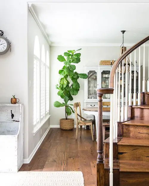 Best Plants for Living Room 04