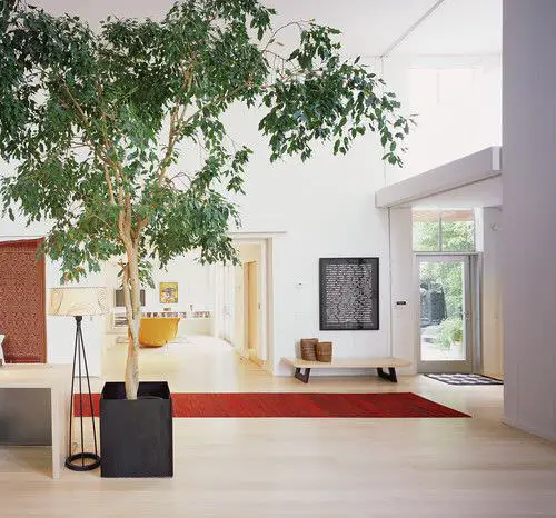 Ficus Benjamina Care image