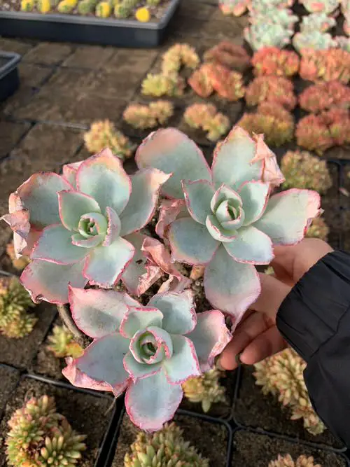 Echeveria Varieties that Grow Bigger and Fuller 6