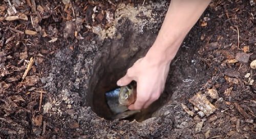 Put these 10 Things in Your Rose Planting Hole for More Flowers 1