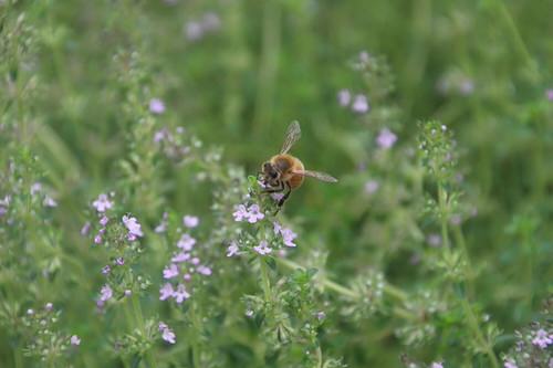 Flowers for Attracting Pollinators 16
