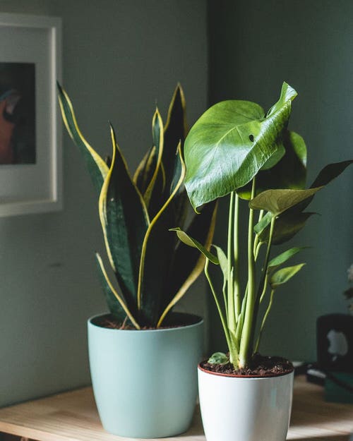 How to Grow Houseplants in Room 03