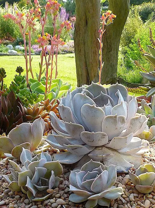 Ghost Echeveria image