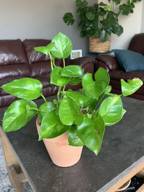 Global Green Pothos 3