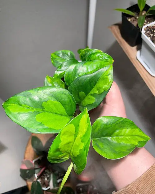 Global Green Pothos2