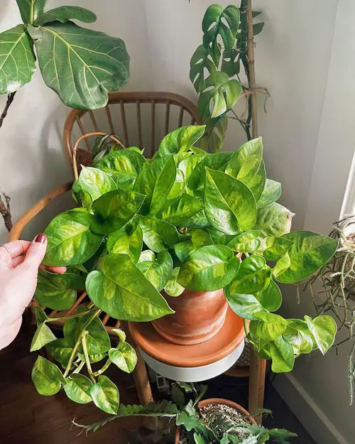 green pothos varieties in home garden