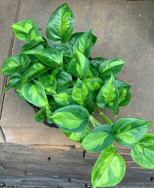 Global Green Pothos Care Guide