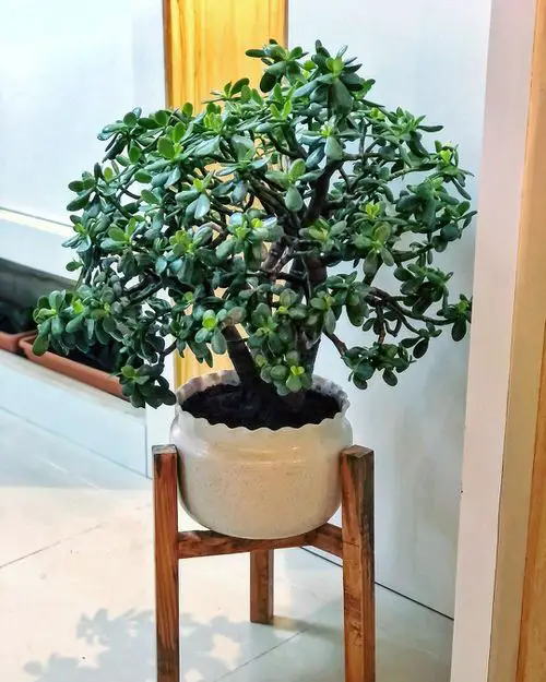 How to Grow Houseplants in Room with Zero Light 3