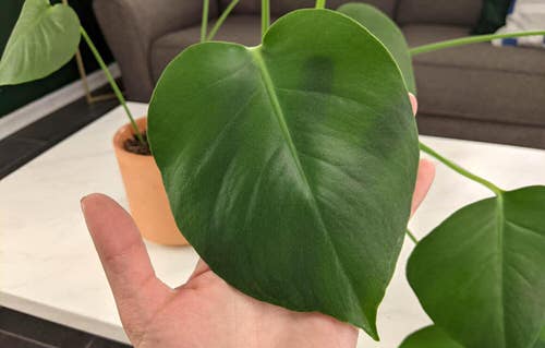 How to Get Split Leaves on Monstera 2