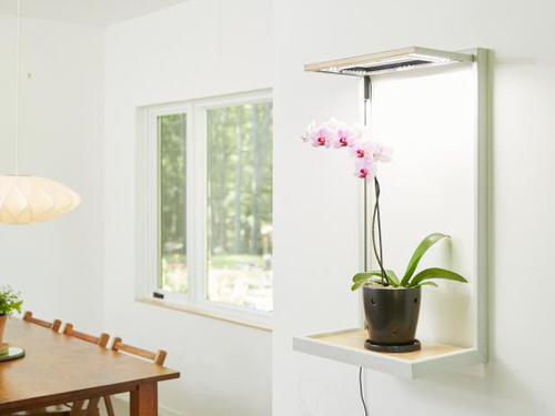 You'll Be Surprised to Know About These Things that Indoor Plants Love 4