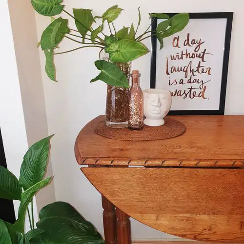 How to Grow Houseplants in Room with Zero Light 5