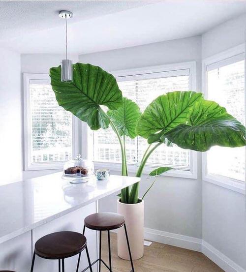 Growing Elephant Ear Plant Indoors