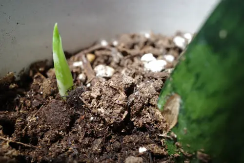 Propagating Sansevieria 4