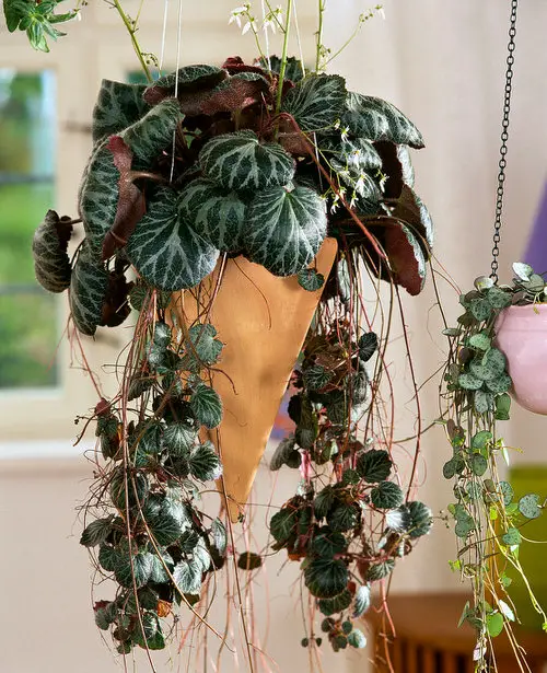 Top hanging Cold Tolerant Indoor Plants