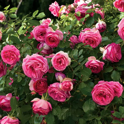 Homemade Rose Fertilizer Recipes