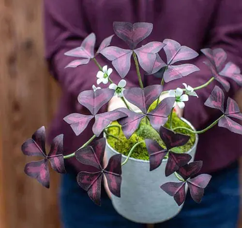 Oxalis Triangularis Profile 04