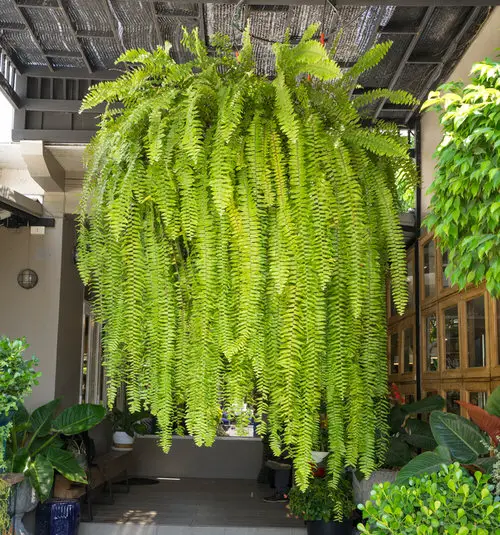 Best Fern Care Tip 05