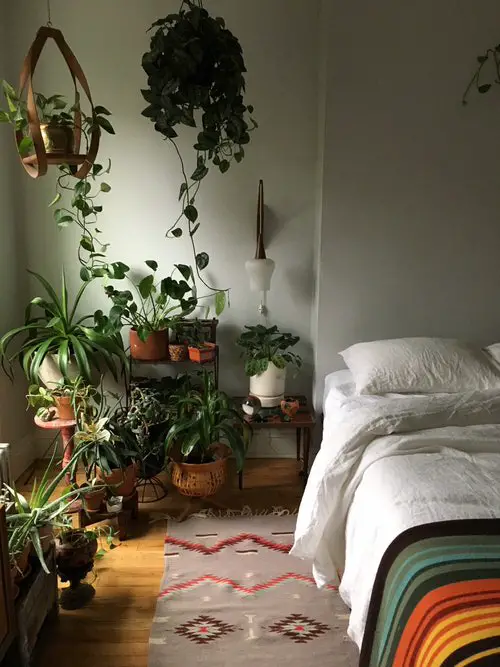 How to Grow Houseplants in Room with Zero Light