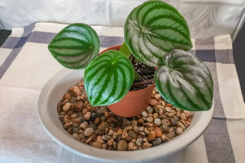 How to Make a Pebble Tray for Houseplants to Increase Humidity 4