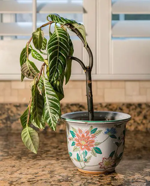 How to Revive a Stunted Houseplant