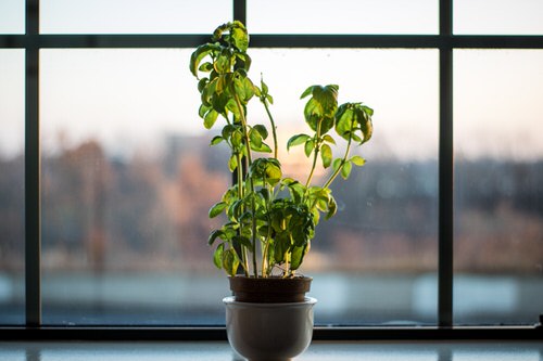 Advice on How to Revive a Stunted Houseplant