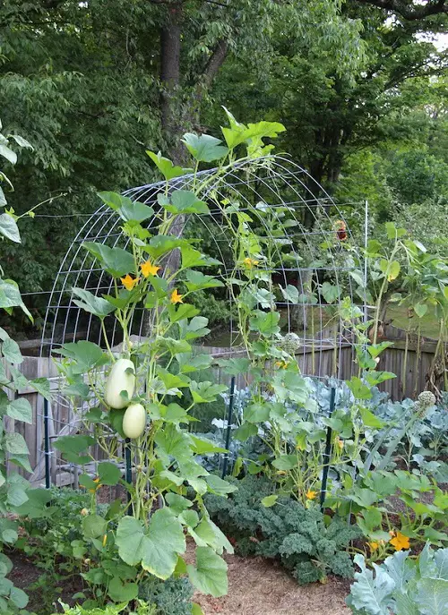 Installing Trellises, Arbors for trailing plants in spring