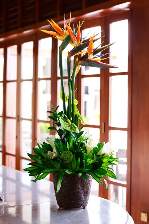 top Large Houseplants
