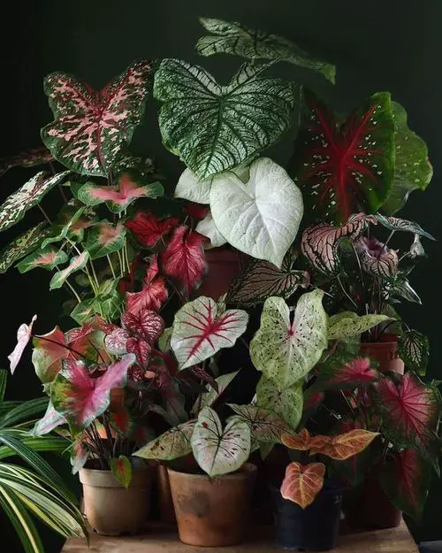 Interior Decor Ideas with Colorful Houseplants 10