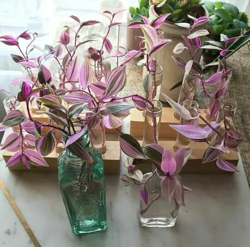 Interior Decor Ideas with Colorful Houseplants 11