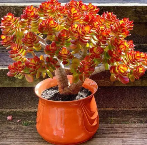 How to Get Red Tips on Your Jade Plant 3