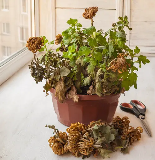 How to Revive a Stunted Houseplant 13