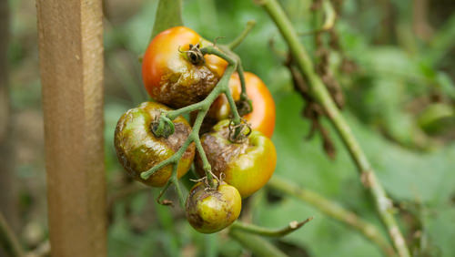 Penny Uses in the Garden 1