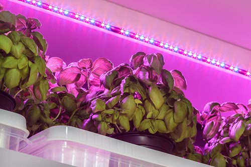 How to Grow Houseplants in Room 09