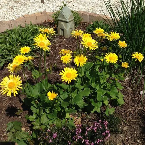 Best Daisy Like Flowers 13