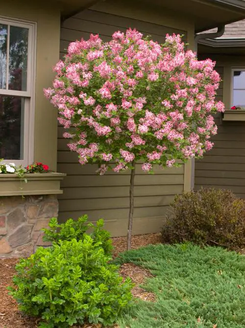 Types of Pink Flowers for Garden