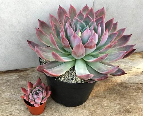 Echeveria Varieties that Grow Bigger and Fuller 10