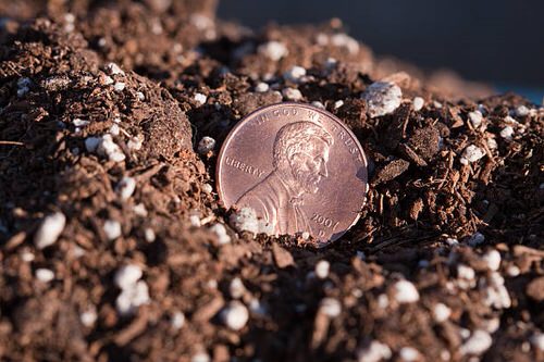 Penny Uses in the Garden
