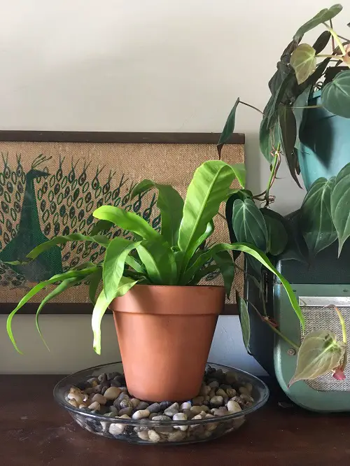 How to Make a Pebble Tray for Houseplants to Increase Humidity 1