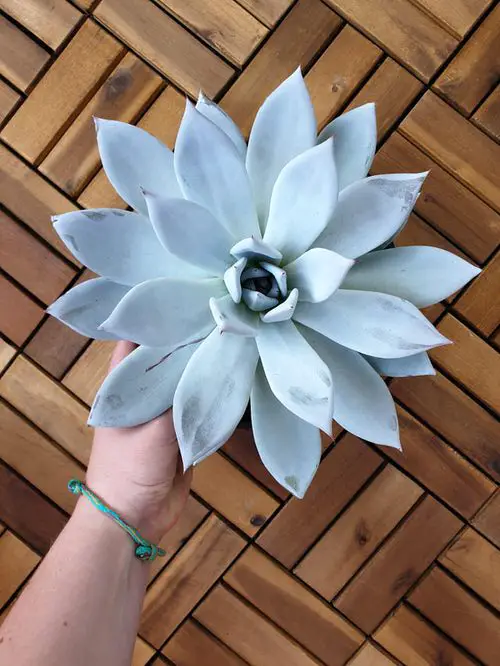 Echeveria Varieties that Grow Bigger and Fuller 2