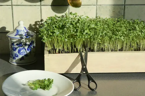 Best Indoor Plants for Every Room of Your House 11