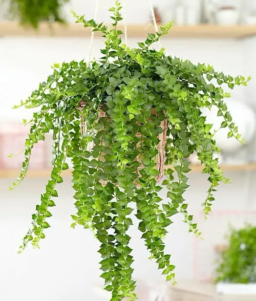 Plants That Look Like String of Hearts