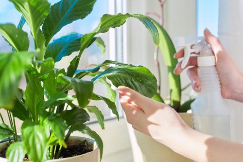 cultivate a lovely bouquet of peace lilies