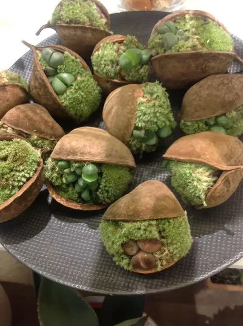 Most Ridiculous Planter Ideas on the Internet 09