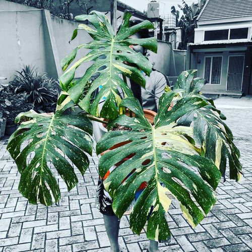 Big and Bold Monstera 5