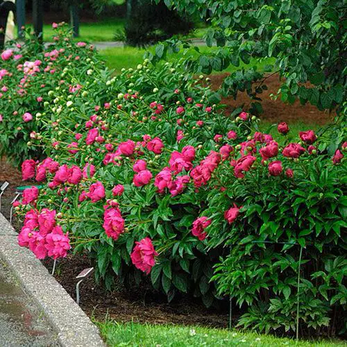 top Beautiful Flowers that Represent Family