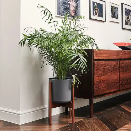 Most Easily Maintained Indoor Plants