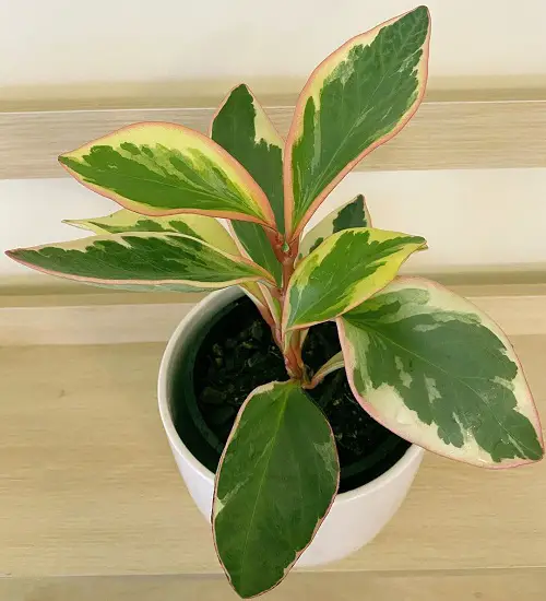 Houseplants with Amazing Foliage that are Tricolour