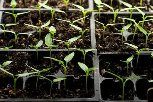 Vegetables You Can Grow From Slices 6